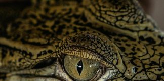Cá sấu săn người ở Philippines - 'chúng như muốn khoe chiến tích'
