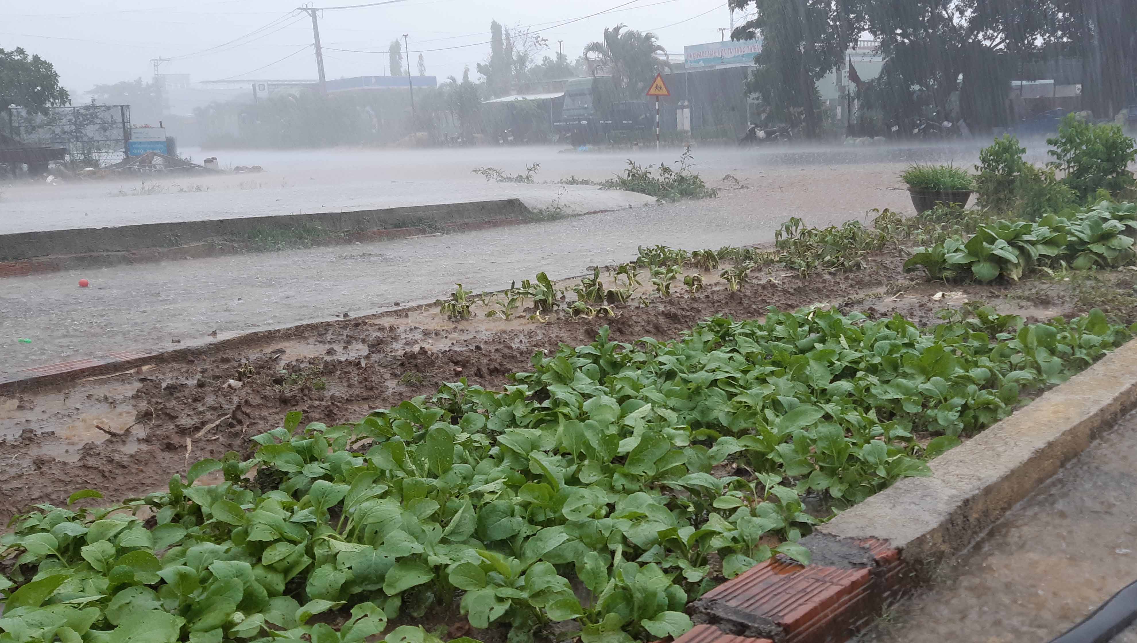 Cơn mưa chiều ngày 30-3 trên địa bàn huyện Đak Pơ. Ảnh: Tuyết Mai