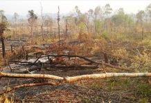 500 tỉ đồng có ngăn chặn nạn phá rừng, làm rẫy(?!)