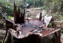 Bắt năm đối tượng khai thác gỗ rừng trái phép