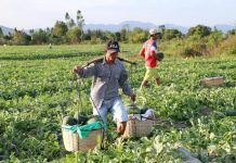 Gia Lai: Chỉ đạo xử lý bảo kê dưa và giải cứu khoai lang giúp dân