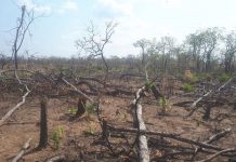 Gia Lai: Khởi tố vụ phá rừng ở huyện biên giới Chư Prông