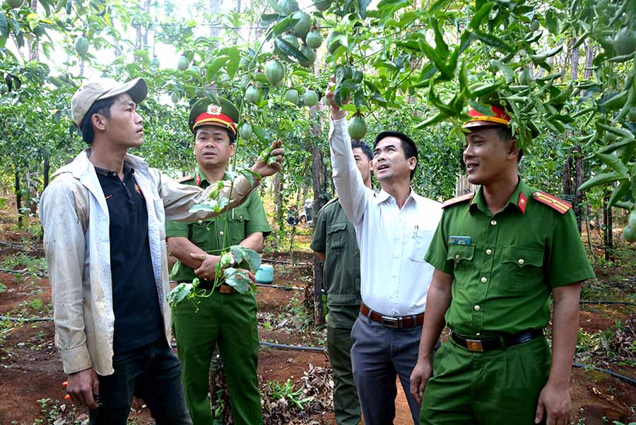     Sau khi chấp hành xong án phạt tù, anh Chu Văn Minh (bìa trái) đã tu chí làm ăn và có thu nhập ổn định từ vườn chanh dây, cà phê.                      Ảnh: H.T