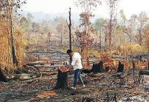 Liên tiếp xảy ra phá rừng lấy đất tại Gia Lai
