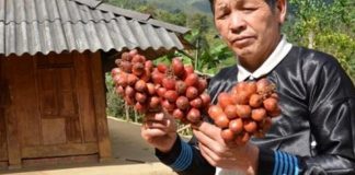 Làm giàu ở nông thôn: Đổi đời nhờ loài cây ra quả đỏ thơm lừng
