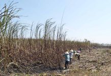Nông dân khu vực phía Đông tỉnh Gia Lai tập trung thu hoạch diện tích mía bị cháy.   Ảnh: LÊ NAM