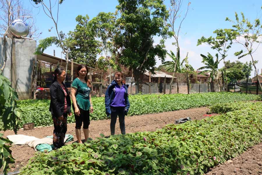  Các hội viên tham quan vườn rau sạch của bà Bùi Thị Thúy (tổ 13, thị trấn Phú Thiện). Ảnh: N.H