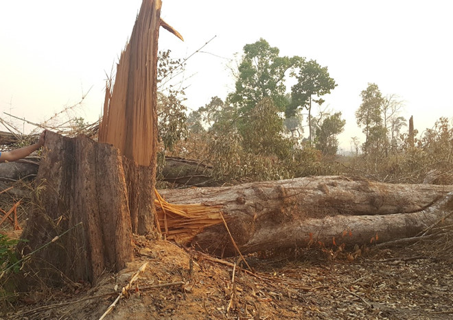 Nhiều cây gỗ lớn như thế này bị chặt hạ trái phép - Ảnh: Trần Hiếu