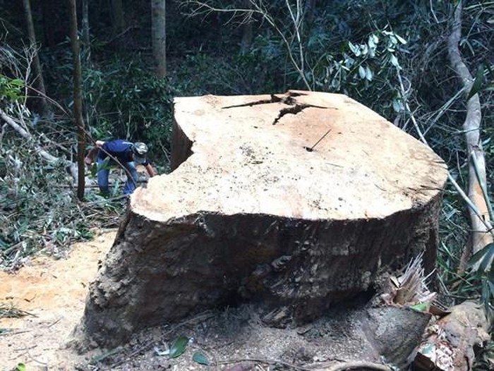 Một cây gỗ cổ thụ trên địa bàn tỉnh Gia Lai bị đốn hạ.