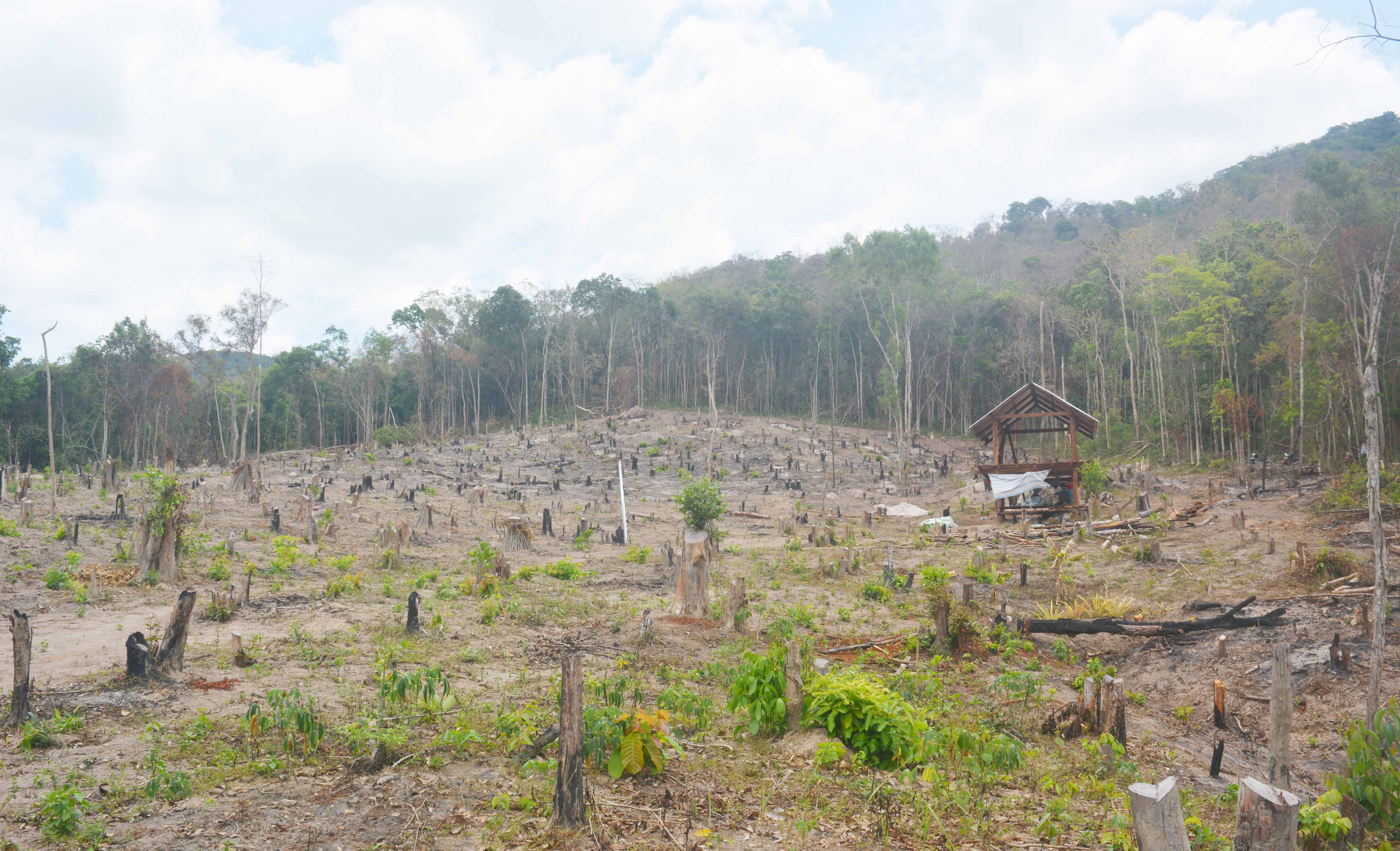 Hiện trường khu vực rừng bị hủy hoại. Ảnh: Cao Phong