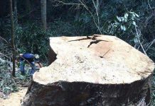 Gia Lai: Khởi tố vụ đốn hạ gần 13m3 gỗ quý tại huyện Kbang
