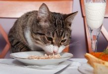  Hiệp hội nuôi mèo Mỹ cảnh báo: hầu hết chúng ta đang cho mèo ăn sai cách
			