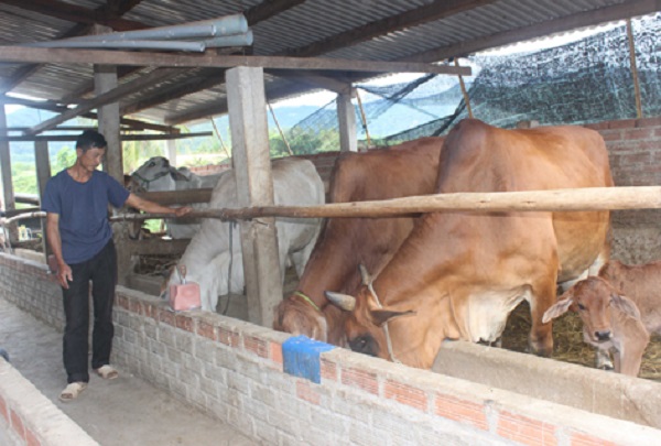 Đàn bò của một hộ dân tại huyện Đak Pơ được hỗ trợ phối giống. Ảnh: Nguyễn Hồng