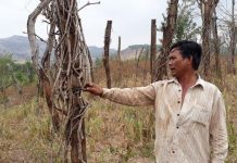 Huyện Chư Pưh, tỉnh Gia Lai: Người dân lao đao vì ‘vàng đen’