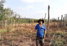 Vụ ‘Liên kết rồi… bỏ chạy’: UBND tỉnh Gia Lai chỉ đạo tìm giải pháp bảo vệ nông dân