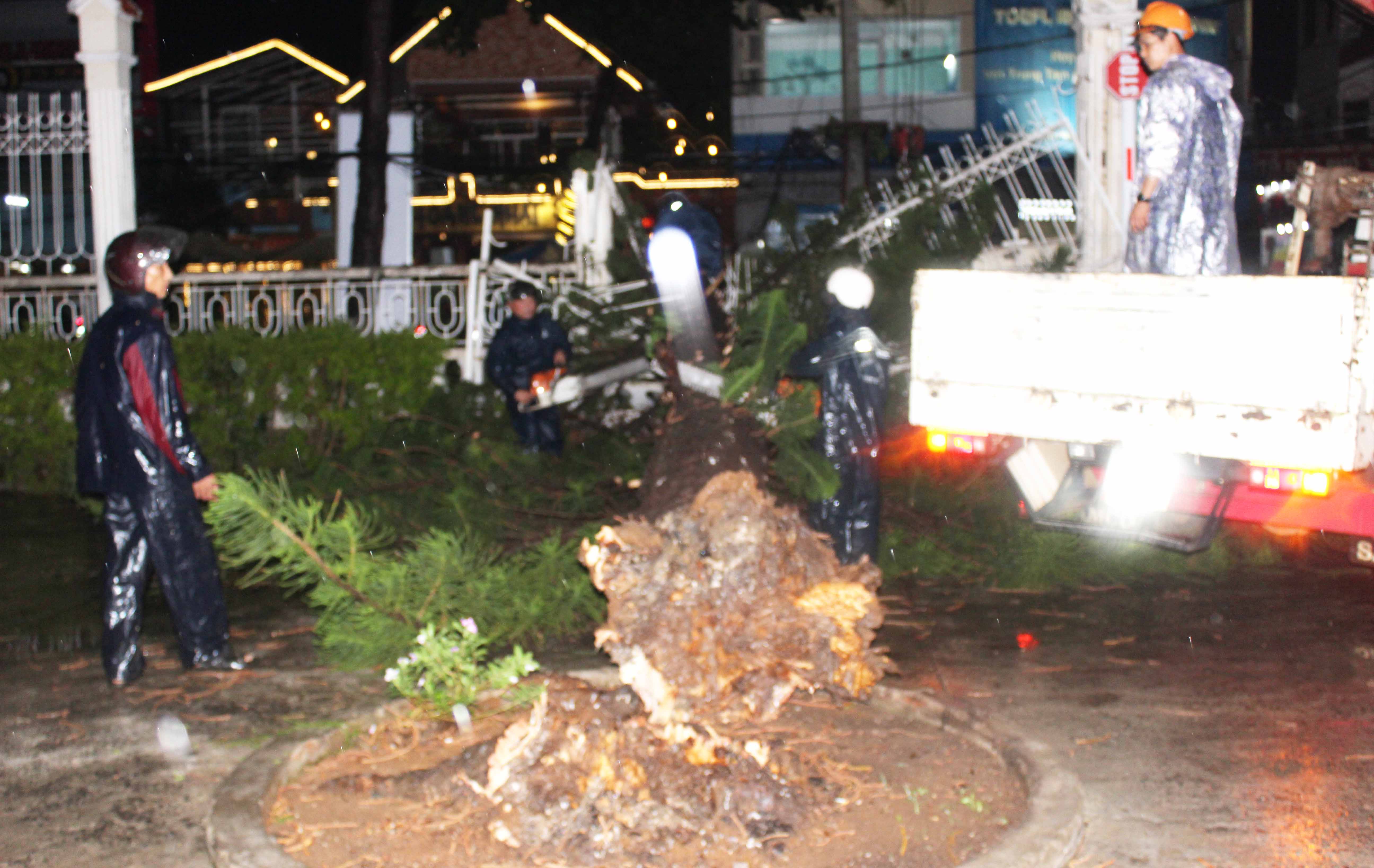 Gió mạnh khiến cây thông cổ thụ trong khuôn viên Kho Bạc Nhà nước bật gốc đổ ra đường Nguyễn Du. Ảnh: Nguyễn Diệp