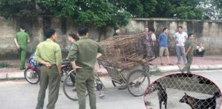 Đàn chó cắn tử vong bé trai 7 tuổi ở Hưng Yên được xử lý thế nào?
