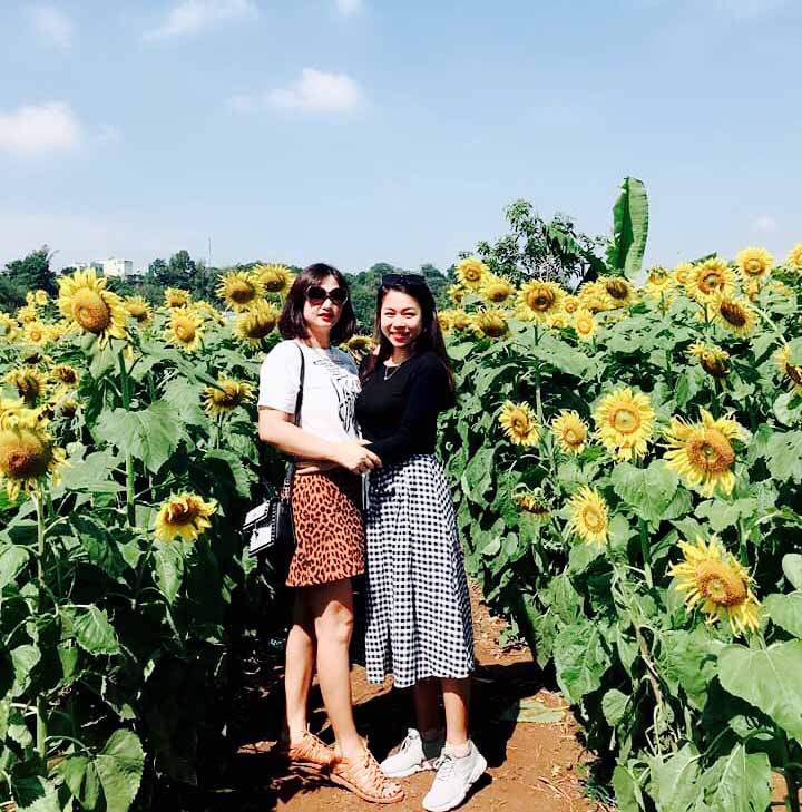 Vườn hoa hướng dương tại hẻm 58 Phạm Văn Đồng hút khách. Ảnh: Hải Lê
