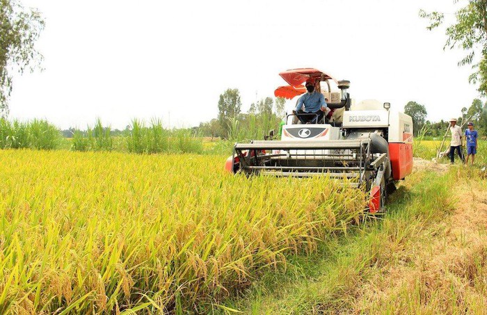 Thị trường lúa gạo trong nước ổn định