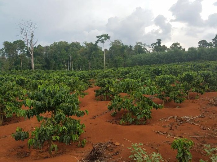 2ha đất dự án trồng cao su mà công ty TNHH Hiệp Lợi tự ý cắt trao đổi với người dân địa phương trồng cà phê sai mục đích.