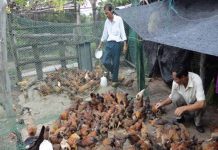 Mô hình nuôi gà thả vườn hiệu quả trên địa bàn huyện Krông Pa. 