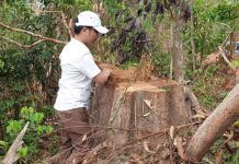Gia Lai: Nửa năm, khởi tố 24 vụ phá rừng ở Gia Lai