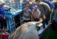 Hai con cá nặng 1,2 tấn mắc lưới ngư dân đảo Lý Sơn
