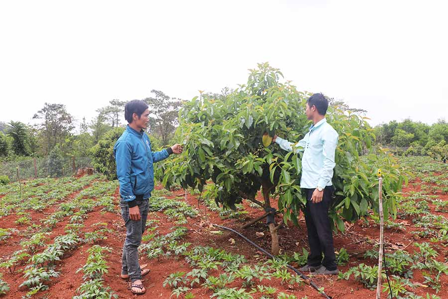 Kỹ sư nông nghiệp (bên phải) hướng dẫn người dân xã Sơ Pai cách chăm sóc vườn cây ăn quả theo hướng hữu cơ. Ảnh: Ngọc Minh