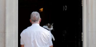Người dùng mạng Anh mệt mỏi Brexit, đề cử mèo Larry làm thủ tướng mới