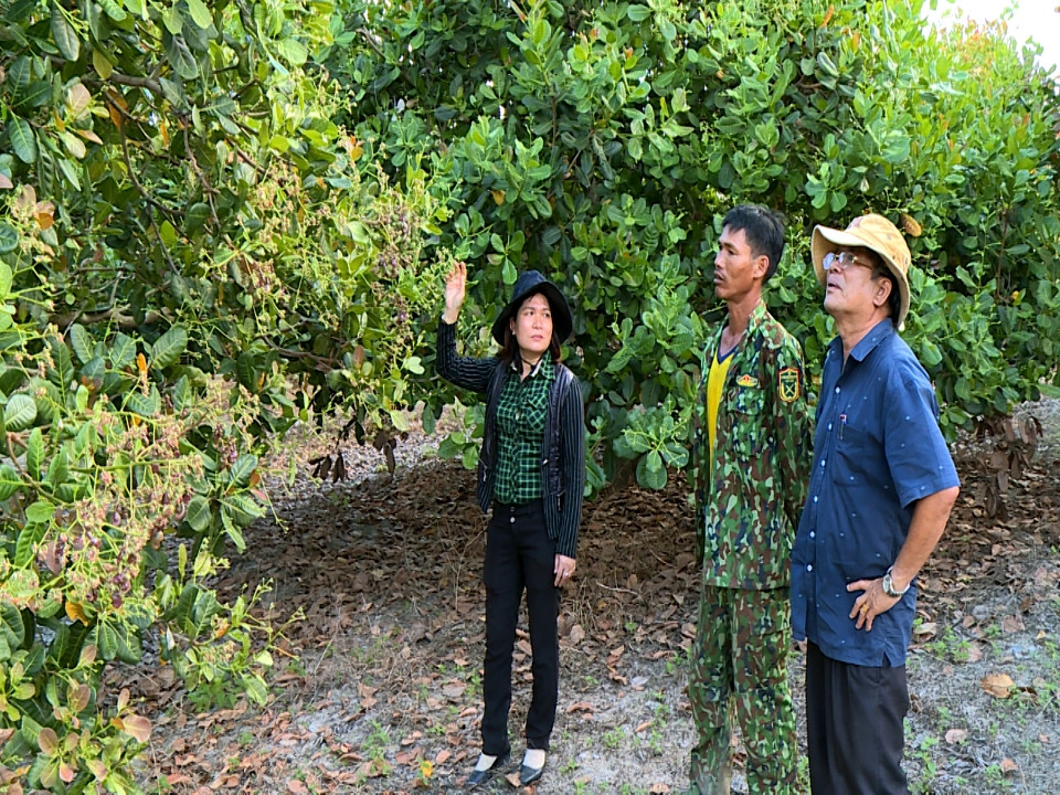 Lãnh đạo Phòng Nông nghiệp và PTNT huyện Krông Pa theo dõi tiến độ ra hoa và kết trái của cây điều