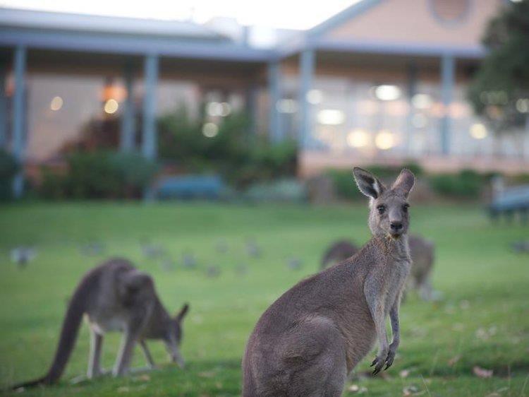 Chơi golf cùng 300 con kangaroo tại Australia Ảnh 2