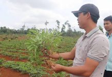 Mô hình trồng Sâm đương quy tại xã Sơ Pai, huyện Kbang. Ảnh: Chí Hào