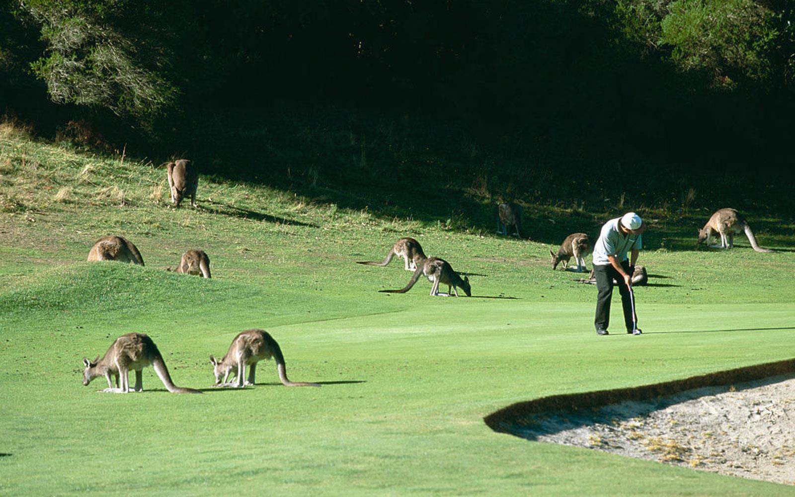 Chơi golf cùng 300 con kangaroo tại Australia Ảnh 1