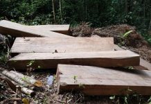 Gia Lai: Bắt đối tượng liên quan vụ khai thác 14 cây gỗ khủng