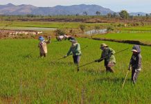 Nông dân huyện Krông Pa chăm sóc lúa vụ mùa. Ảnh: L.N