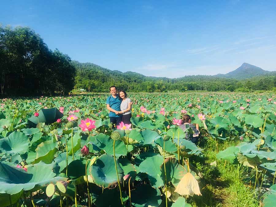  Đồng sen Trà Lý. Ảnh: D.H