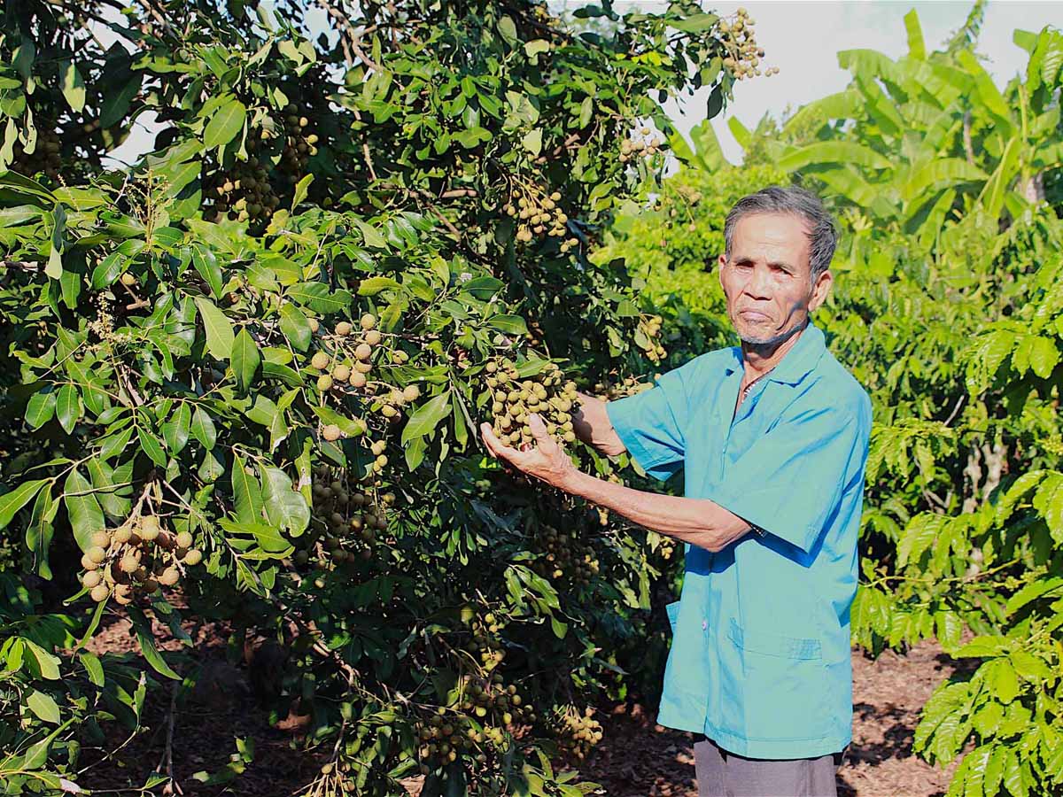 Ông Đào Văn Côi (thôn Phú Cường, xã Ia Pal, huyện Chư Sê) bên vườn nhãn cho quả trái vụ. Ảnh: Hồng Thi