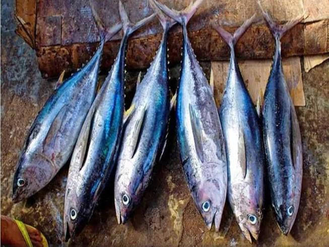 Vì sao cá ngừ dễ gây ngộ độc khi ăn? Ảnh 1