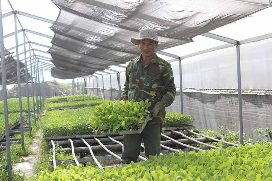  Sản xuất rau an toàn trong nhà kính.  Ảnh: N.D