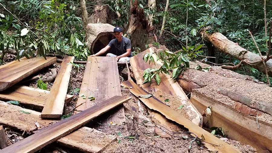 Hiện trường 1 vụ khai thác gỗ trái phép tại vùng rừng giáp ranh huyện Kông Chro-Ia Pa. Ảnh: Chí Hào   