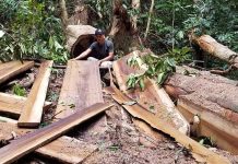 Hiện trường 1 vụ khai thác gỗ trái phép tại vùng rừng giáp ranh huyện Kông Chro-Ia Pa. Ảnh: Chí Hào   