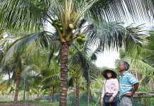  Vườn dừa của gia đình ông Hồ Hải Quân (tổ 1, thị trấn Kông Chro) cho hiệu quả kinh tế cao. Ảnh: T.D