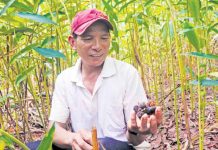 Một hộ trồng sa nhân tím ở Kbang đang thu hoạch quả. Ảnh: internet