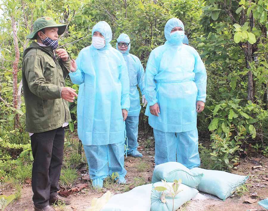   Lãnh đạo UBND tỉnh và ngành chức năng kiểm tra việc tiêu hủy heo tại huyện Chư Pưh. Ảnh: N.H