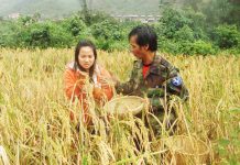  Người dân xã Kon Pne (huyện Kbang) thu hoạch lúa rẫy.   Ảnh: N.G