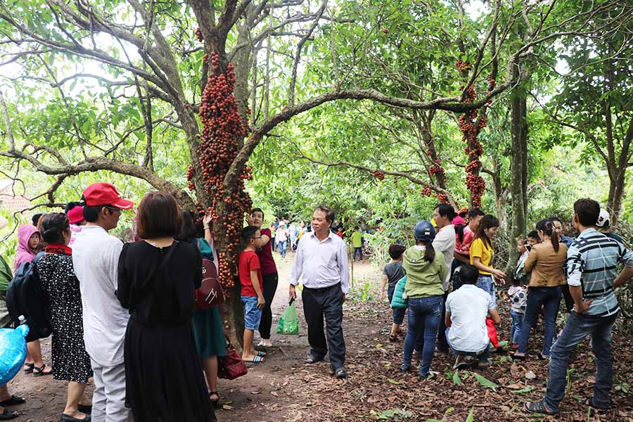 Đông đảo nhân dân vào thăm quan, thưởng ngoạn vườn dâu da đỏ. Ảnh: Ngọc Minh