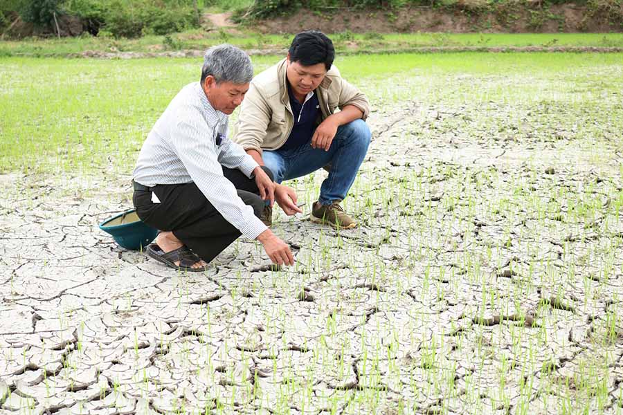 Một số ruộng lúa nước của làng Hway (xã Hà Tam, huyện Đak Pơ) nứt nẻ vì nắng hạn. Ảnh: N.S