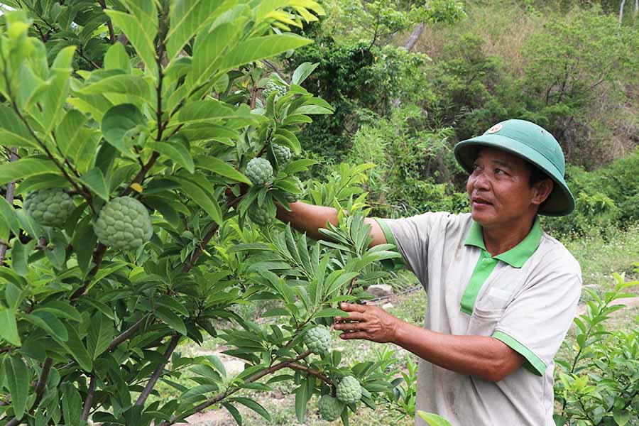  Ông Trần Văn Khánh (thôn 1, xã Hà Tam) chăm sóc vườn cây với hàng chục loại cây ăn quả.   Ảnh: N.M