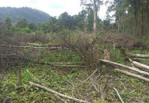 Gia Lai: Gần 1.200ha diện tích rừng 'bị mất': Khởi tố nguyên trưởng ban
