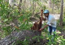 Gia Lai: Hơn 1.200 ha rừng bị xóa sổ do đâu?